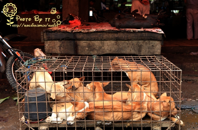 Người dân Indonesia cũng "khoái" thịt chó? Người dân Indonesia cũng "khoái" thịt chó?