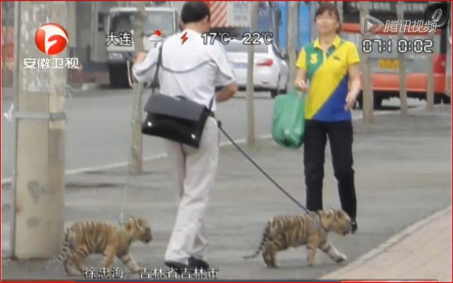 Một người phụ nữ đi đường bất ngờ đến sững người khi nhìn thấy hai chú hổ con, chị dường như không tin vào mắt mình