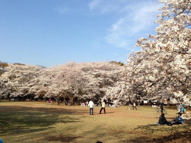 Mọi người tranh thủ đến công viên ngắm hoa và ghi lại khoảnh khắc đẹp