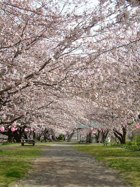 Những hàng cây hoa anh đào đua nhau khoe sắc