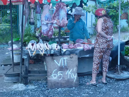 Giống vịt mới với cân nặng khó tin?