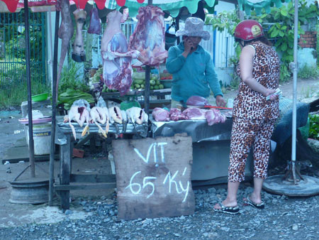 Giống vịt mới với cân nặng khó tin? Giống vịt mới với cân nặng khó tin?