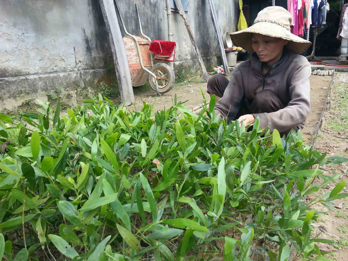 Chị Nguyễn Thị Trang (vợ anh Dũng) làm nghề ươm cây rừng nhưng không ngờ chồng mình trong một lần vô ý đã gây cháy khoảng 100ha rừng. Bây giờ chồng ngồi tù, cuộc sống gia đình lại càng khó khăn...Ảnh Thùy Linh Chị Nguyễn Thị Trang (vợ anh Dũng) làm nghề ươm cây rừng nhưng không ngờ chồng mình trong một lần vô ý đã gây cháy khoảng 100ha rừng. Bây giờ chồng ngồi tù, cuộc sống gia đình lại càng khó khăn...Ảnh Thùy Linh