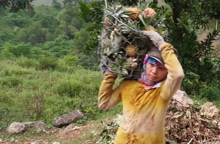 Theo người dân nơi đây cho biết, mỗi quả dứa to có giá khoảng 7.000 - 10.000 đồng/quả. "Trồng dứa chỉ vất vả công chăm sóc, chứ chi phí không lớn. Vụ dứa năm nay, gia đình tôi trồng 2ha, trừ mọi chi phí cũng lãi vài chục triệu đồng...", chị Nguyễn Thị Hòa (trú xã Đại Hồng, Đại Lộc, Quảng Nam) vui vẻ cho biết. Theo người dân nơi đây cho biết, mỗi quả dứa to có giá khoảng 7.000 - 10.000 đồng/quả. "Trồng dứa chỉ vất vả công chăm sóc, chứ chi phí không lớn. Vụ dứa năm nay, gia đình tôi trồng 2ha, trừ mọi chi phí cũng lãi vài chục triệu đồng...", chị Nguyễn Thị Hòa (trú xã Đại Hồng, Đại Lộc, Quảng Nam) vui vẻ cho biết.