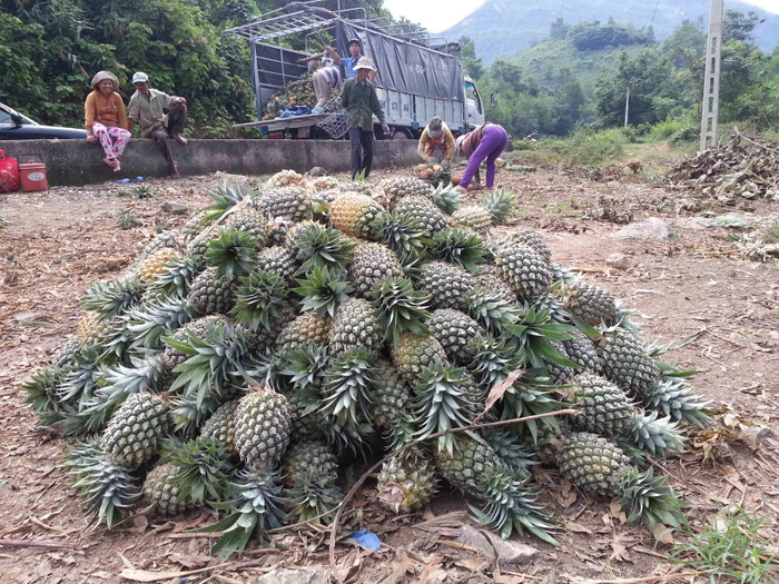 Người dân trồng dứa còn cho biết, thị trường dứa gần đây có chiều hướng tăng mạnh. Các thương lái tới tận nơi thu hoạch cho xe chở đi phân phối ở một số tỉnh khu vực miền Trung - Tây Nguyên; trung bình mỗi xe tải chở từ 8 vạn đến cả chục vạn dứa. Người dân trồng dứa còn cho biết, thị trường dứa gần đây có chiều hướng tăng mạnh. Các thương lái tới tận nơi thu hoạch cho xe chở đi phân phối ở một số tỉnh khu vực miền Trung - Tây Nguyên; trung bình mỗi xe tải chở từ 8 vạn đến cả chục vạn dứa.