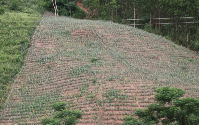 Cây dứa (còn gọi là thơm) được người dân các xã miền núi huyện Đại Lộc (Quảng Nam) trồng ở các vùng đồi. Những hộ gia đình trồng nhiều nhất khoảng 5-7ha. Hiện Đại Lộc có khoảng 1.500ha đất trồng dứa, tập trung chủ yếu ở những vùng đồi núi của xã Đại Hồng, Đại Lãnh, Đại Sơn, Đại Hưng, Đại Tân… Cây dứa (còn gọi là thơm) được người dân các xã miền núi huyện Đại Lộc (Quảng Nam) trồng ở các vùng đồi. Những hộ gia đình trồng nhiều nhất khoảng 5-7ha. Hiện Đại Lộc có khoảng 1.500ha đất trồng dứa, tập trung chủ yếu ở những vùng đồi núi của xã Đại Hồng, Đại Lãnh, Đại Sơn, Đại Hưng, Đại Tân…