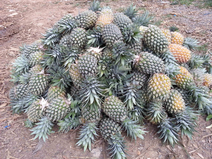 Dứa năm nay được mùa, quả to và ngọt lịm... Dứa năm nay được mùa, quả to và ngọt lịm...