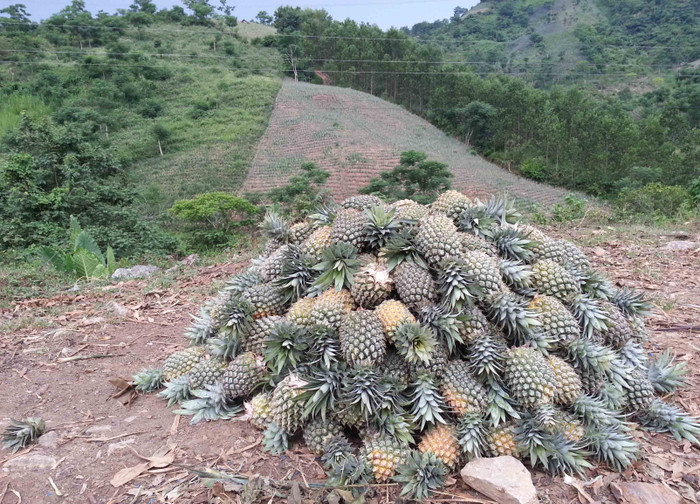 Những ngày này, đi dọc Quốc lộ 14B, hình ảnh người dân tập kết dứa đã thu hoạch từ trong rẫy về hai bên đường rất đông...Mùi thơm của dứa phang phảng khắp vùng...! Những ngày này, đi dọc Quốc lộ 14B, hình ảnh người dân tập kết dứa đã thu hoạch từ trong rẫy về hai bên đường rất đông...Mùi thơm của dứa phang phảng khắp vùng...!