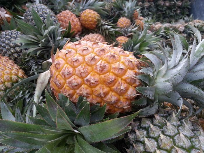 Dứa vùng miền núi Đại Lộc khi chín vàng ươm, tỏa ra mùi thơm dịu. Loài dứa này được trồng trên đồi cao nên có hình thức rất đẹp và ăn rất ngon... Dứa vùng miền núi Đại Lộc khi chín vàng ươm, tỏa ra mùi thơm dịu. Loài dứa này được trồng trên đồi cao nên có hình thức rất đẹp và ăn rất ngon...