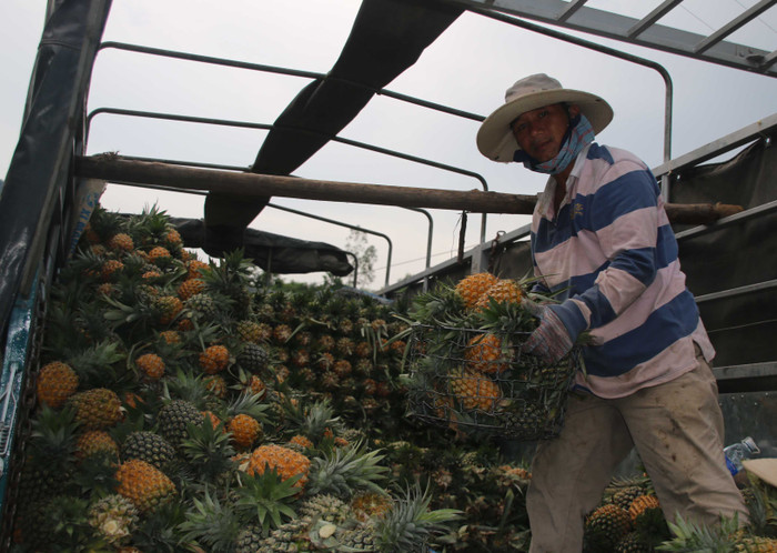 Một thương lái cho biết, số dứa sau khi được bốc lên xe này sẽ được chở vào tỉnh Bình Định, Quảng Ngãi để tiêu thụ. Đặc biệt, trước đây có thương lái người Trung Quốc về hỏi mua dứa non (dứa còn xanh), bà con nơi đây không biết họ mua với mục đích gì nên bà con không bán. "Chúng tôi không hiểu thương lái Trung Quốc tìm mua dứa xanh về làm gì, thấy nghi ngờ, bà con nông dân không bán", người thương lái này cho biết. Một thương lái cho biết, số dứa sau khi được bốc lên xe này sẽ được chở vào tỉnh Bình Định, Quảng Ngãi để tiêu thụ. Đặc biệt, trước đây có thương lái người Trung Quốc về hỏi mua dứa non (dứa còn xanh), bà con nơi đây không biết họ mua với mục đích gì nên bà con không bán. "Chúng tôi không hiểu thương lái Trung Quốc tìm mua dứa xanh về làm gì, thấy nghi ngờ, bà con nông dân không bán", người thương lái này cho biết.