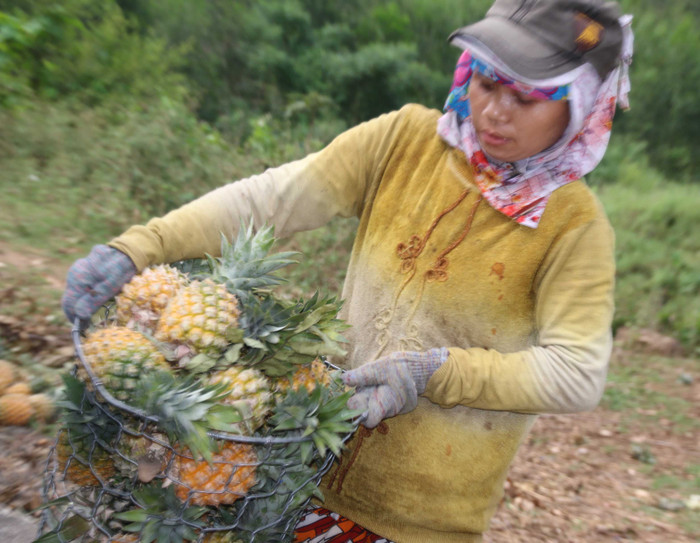 Đối với bà con sống ở các xã miền núi, được mùa dứa là niềm vui không gì bằng. Cây dứa là cây trồng thân thiện với người dân nơi đây. Sau khi thu hoạch, họ sẽ tiến hành làm cỏ, tiếp tục chăm sóc cây dứa để tiếp tục cho vụ mùa sau... Đối với bà con sống ở các xã miền núi, được mùa dứa là niềm vui không gì bằng. Cây dứa là cây trồng thân thiện với người dân nơi đây. Sau khi thu hoạch, họ sẽ tiến hành làm cỏ, tiếp tục chăm sóc cây dứa để tiếp tục cho vụ mùa sau...