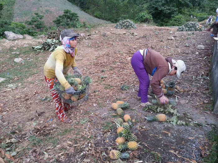 ...vì thế, thương lái đã tới ngay tại nơi thu hoạch để đặt mua và chở đi tiêu thụ. ...vì thế, thương lái đã tới ngay tại nơi thu hoạch để đặt mua và chở đi tiêu thụ.