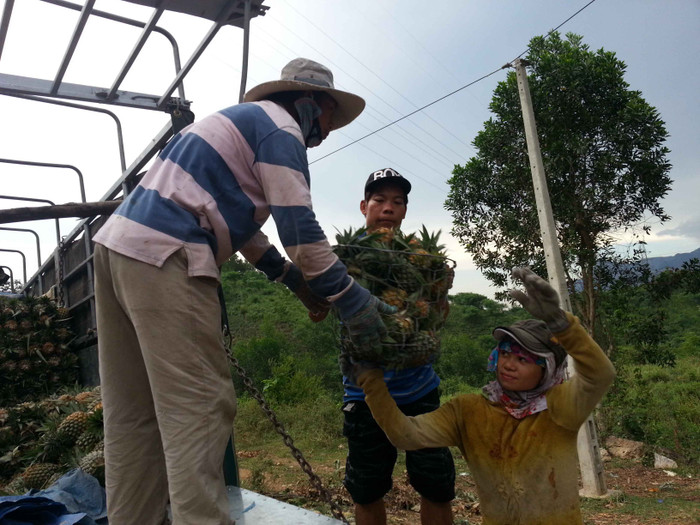 Nhiều gia đình thoát cảnh nghèo đói nhờ trồng dứa kết hợp với làm đồng. "Được mùa vụ dứa này, gia đình tôi có tiền trang trải, chuẩn bị cho con cái mua sách vở, áo quần vào năm học mới sắp tới. Chúng tôi dự định sẽ tiếp tục trồng dứa vì nhu cầu tiêu thụ rất thích dứa ở vùng miền núi này, vừa ngọt, vừa thơm mà hình thức lại đẹp...", anh Nguyễn Cứ (trú xã Đại Hồng, Đại Lộc) vui vẻ cho biết. Nhiều gia đình thoát cảnh nghèo đói nhờ trồng dứa kết hợp với làm đồng. "Được mùa vụ dứa này, gia đình tôi có tiền trang trải, chuẩn bị cho con cái mua sách vở, áo quần vào năm học mới sắp tới. Chúng tôi dự định sẽ tiếp tục trồng dứa vì nhu cầu tiêu thụ rất thích dứa ở vùng miền núi này, vừa ngọt, vừa thơm mà hình thức lại đẹp...", anh Nguyễn Cứ (trú xã Đại Hồng, Đại Lộc) vui vẻ cho biết.