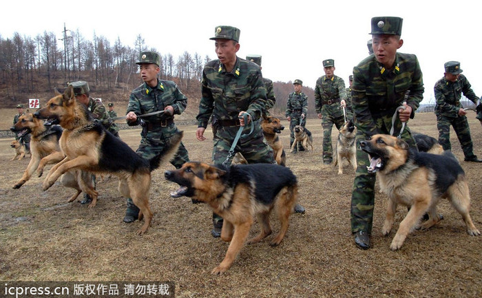 Chó nghiệp vụ quân đội Bắc Triều Tiên Chó nghiệp vụ quân đội Bắc Triều Tiên