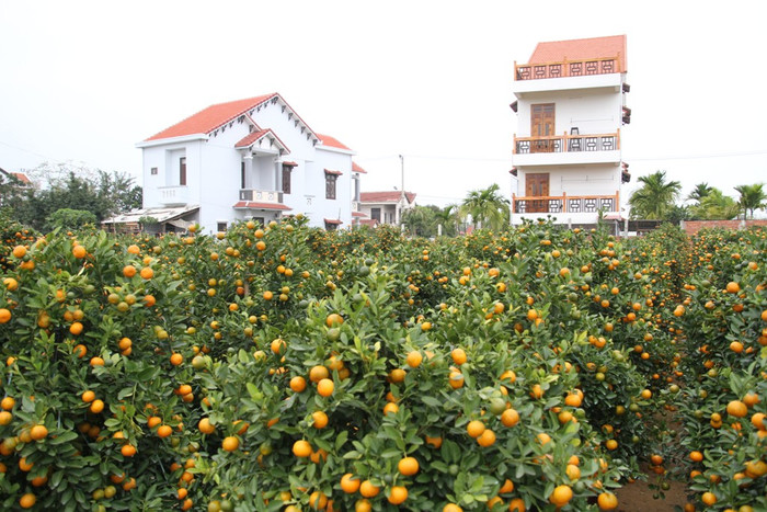 Đi đâu ở làng quất Tân An, Cẩm Hà…người ta cũng thấy nhiều nhà mái ngói, cao tầng rất đẹp mọc lên, năm sau nhiều hơn năm trước, trong đó có những nhà sống bằng nghề trồng quất cảnh. Đi đâu ở làng quất Tân An, Cẩm Hà…người ta cũng thấy nhiều nhà mái ngói, cao tầng rất đẹp mọc lên, năm sau nhiều hơn năm trước, trong đó có những nhà sống bằng nghề trồng quất cảnh.