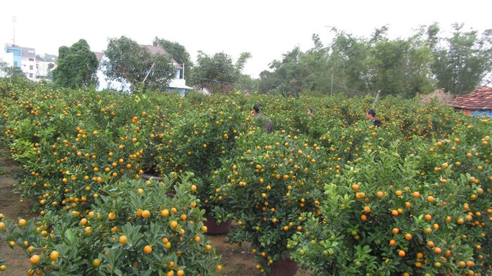 Năm nay, thời tiết thuận lợi, bão không có nên các hộ trồng quất cảnh ở Hội An "bội thu". Các thương lái đã tới tận vườn quất đặt mua từ tháng 10, tháng 11 âm lịch. Từ đây, quất cảnh Hội An theo chân các thương lái tỏa đi khắp các tỉnh, thành miền Trung và Tây Nguyên... Năm nay, thời tiết thuận lợi, bão không có nên các hộ trồng quất cảnh ở Hội An "bội thu". Các thương lái đã tới tận vườn quất đặt mua từ tháng 10, tháng 11 âm lịch. Từ đây, quất cảnh Hội An theo chân các thương lái tỏa đi khắp các tỉnh, thành miền Trung và Tây Nguyên...