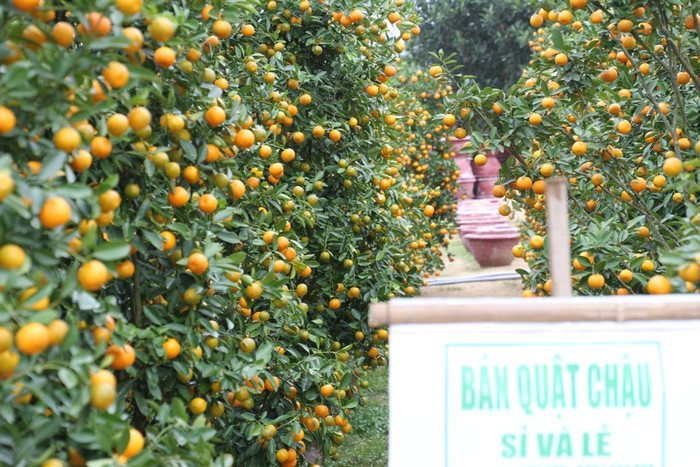 Rải rác một số chủ nhà vườn trồng quất cảnh treo biển bán quất cảnh sĩ và lẻ. Tuy nhiên, cũng chỉ vài chục chậu nhỏ, hầu như các chậu có cây to, thế đẹp, trái chín xum xuê đều đã được các thương lái đặt mua hết. Rải rác một số chủ nhà vườn trồng quất cảnh treo biển bán quất cảnh sĩ và lẻ. Tuy nhiên, cũng chỉ vài chục chậu nhỏ, hầu như các chậu có cây to, thế đẹp, trái chín xum xuê đều đã được các thương lái đặt mua hết.