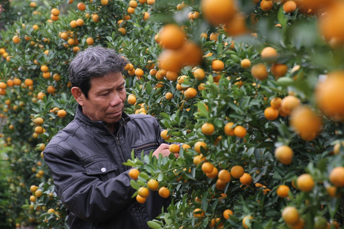 Ông Lê Viết Kỷ (60 tuổi, trú khối phố An Phong, phường Tân An, thành phố Hội An, Quảng Nam) cho biết năm nay ông trồng 800 cây quất cảnh, đến thời điểm này, thương lái đã đặt mua hết, chỉ chờ ngày tới chở đi. Ông Lê Viết Kỷ (60 tuổi, trú khối phố An Phong, phường Tân An, thành phố Hội An, Quảng Nam) cho biết năm nay ông trồng 800 cây quất cảnh, đến thời điểm này, thương lái đã đặt mua hết, chỉ chờ ngày tới chở đi.