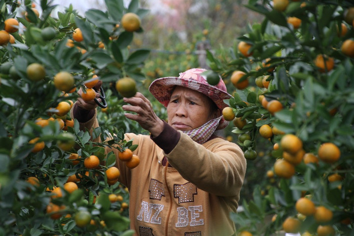 Một số chủ nhà vườn trồng quất cảnh cho biết sỡ dĩ giá quất cảnh phục vụ Tết sẽ cao vì nhu cầu thị trường tăng từ 20-30% và giá nguyên liệu đầu vào như cây giống, phân bón, thuốc bảo vệ thực vật...đều tăng. Một số chủ nhà vườn trồng quất cảnh cho biết sỡ dĩ giá quất cảnh phục vụ Tết sẽ cao vì nhu cầu thị trường tăng từ 20-30% và giá nguyên liệu đầu vào như cây giống, phân bón, thuốc bảo vệ thực vật...đều tăng.