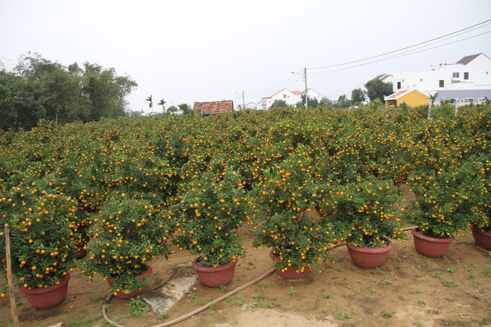 Đến hẹn lại lên, hàng năm cứ đến đầu tháng Chạp, "làng quất" Hội An (Quảng Nam)ở các phường, xã như Cẩm Hà, Tân An, Trà Quế, Cẩm Châu…rực rỡ một màu vàng óng. Những chậu quất cảnh được người dân chăm sóc cẩn thận đang chờ thương lái đến chở đi để phục vụ người dân chơi Tết. Đến hẹn lại lên, hàng năm cứ đến đầu tháng Chạp, "làng quất" Hội An (Quảng Nam)ở các phường, xã như Cẩm Hà, Tân An, Trà Quế, Cẩm Châu…rực rỡ một màu vàng óng. Những chậu quất cảnh được người dân chăm sóc cẩn thận đang chờ thương lái đến chở đi để phục vụ người dân chơi Tết.
