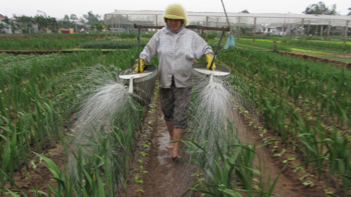 Cùng với quất cảnh, hiện nhiều nhà vườn ở Hội An cũng đang chăm sóc các loại hoa để kịp phục vụ Tết Nguyên đán. Theo thống kê, Tết Nguyên đán năm nay toàn thành phố Hội An sẽ cung ứng cho thị trường khoảng hơn 85.000 cây quất cảnh, hơn 4.200 cây hoa mai, 40.000 cúc chậu… Cùng với quất cảnh, hiện nhiều nhà vườn ở Hội An cũng đang chăm sóc các loại hoa để kịp phục vụ Tết Nguyên đán. Theo thống kê, Tết Nguyên đán năm nay toàn thành phố Hội An sẽ cung ứng cho thị trường khoảng hơn 85.000 cây quất cảnh, hơn 4.200 cây hoa mai, 40.000 cúc chậu…