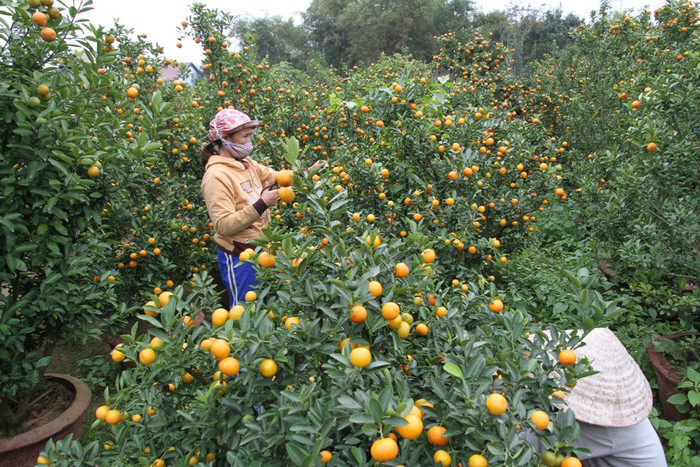 Theo nhận định, một chậu quất cảnh năm nay ở Hội An có giá thấp nhất khoảng 300-400 ngàn đồng, cao nhất vài triệu đồng, có chậu vài chục triệu đồng, tùy theo dạng cây, thế cây...Hiện một số chủ nhà vườn trồng quất cảnh đã "cháy quất" vì thương lái đã đặt mua hết. Họ chỉ thuê công nhân chăm sóc, tỉa lá, cành...để "tô" thêm vẻ đẹp cho các chậu quất cảnh trước lúc đến tay người mua. Theo nhận định, một chậu quất cảnh năm nay ở Hội An có giá thấp nhất khoảng 300-400 ngàn đồng, cao nhất vài triệu đồng, có chậu vài chục triệu đồng, tùy theo dạng cây, thế cây...Hiện một số chủ nhà vườn trồng quất cảnh đã "cháy quất" vì thương lái đã đặt mua hết. Họ chỉ thuê công nhân chăm sóc, tỉa lá, cành...để "tô" thêm vẻ đẹp cho các chậu quất cảnh trước lúc đến tay người mua.