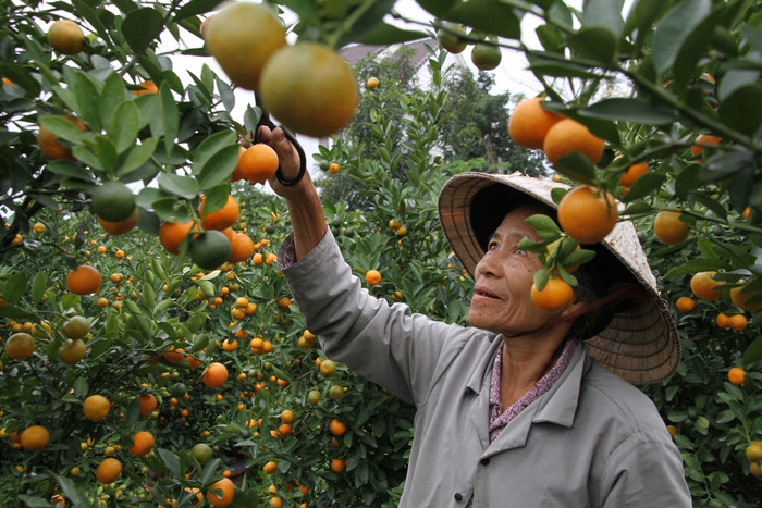 Theo nghề trồng quất cảnh nhiều năm nay, không những góp phần phục vụ cho nhiều gia đình làm đẹp mỗi khi Tết đến Xuân về, nhiều hộ gia đình ở "làng quất" Hội An có tiền trang trải cuộc sống, nuôi con cái học hành, thậm chí có nhà làm giàu nhờ quất cảnh nếu như được mùa liên tiếp... Theo nghề trồng quất cảnh nhiều năm nay, không những góp phần phục vụ cho nhiều gia đình làm đẹp mỗi khi Tết đến Xuân về, nhiều hộ gia đình ở "làng quất" Hội An có tiền trang trải cuộc sống, nuôi con cái học hành, thậm chí có nhà làm giàu nhờ quất cảnh nếu như được mùa liên tiếp...