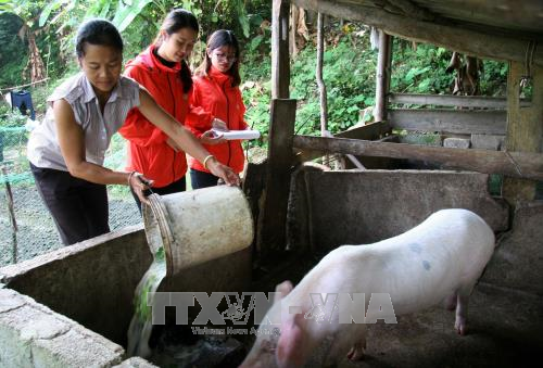 Ban Chỉ đạo Trung ương về giảm nghèo có nhiệm vụ giúp Thủ tướng Chính phủ chỉ đạo, phối hợp giữa các bộ, ngành, địa phương trong việc giải quyết những vấn đề liên quan về cơ chế, chính sách để thực hiện mục tiêu giảm nghèo. Ảnh minh họa: TTXVN Ban Chỉ đạo Trung ương về giảm nghèo có nhiệm vụ giúp Thủ tướng Chính phủ chỉ đạo, phối hợp giữa các bộ, ngành, địa phương trong việc giải quyết những vấn đề liên quan về cơ chế, chính sách để thực hiện mục tiêu giảm nghèo. Ảnh minh họa: TTXVN