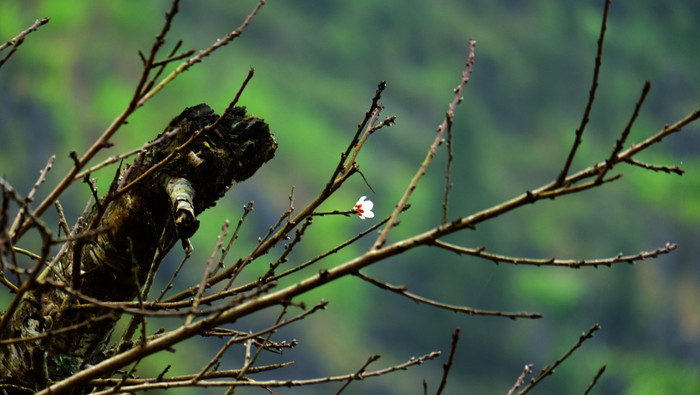 Cành đào trước cửa điểm trường Sủng Tùa năm nào cũng nở. Hoa vẫn nở trên miền đất khát nhờ những người thầy, người cô như cô Hương, cô Thêu, cô Hòe.