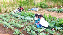 Lên Đồng Văn xem học sinh tiểu học trồng rau, nuôi lợn sau giờ học Lên Đồng Văn xem học sinh tiểu học trồng rau, nuôi lợn sau giờ học