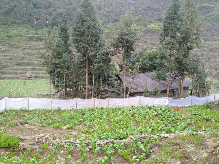 Đến Sủng Trái, không khó để bắt gặp những vườn rau xanh tốt của học sinh dân tộc bán trú Đến Sủng Trái, không khó để bắt gặp những vườn rau xanh tốt của học sinh dân tộc bán trú