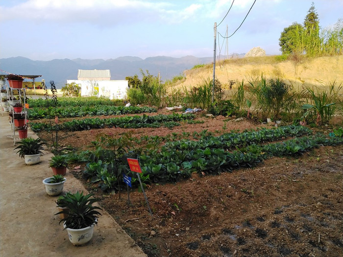 Giữa mùa khô nhưng vườn rau của các em học sinh vẫn xanh, tốt. Giữa mùa khô nhưng vườn rau của các em học sinh vẫn xanh, tốt.