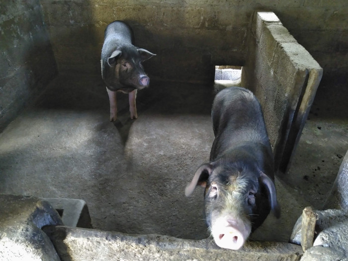 Đôi lợn để các em trường Đồng Văn B ăn tết và quay vòng cho lứa sau. Đôi lợn để các em trường Đồng Văn B ăn tết và quay vòng cho lứa sau.