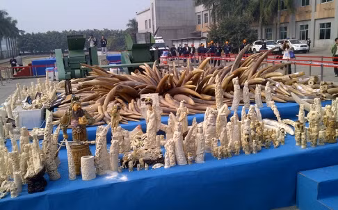 61 tấn ngà voi nguyên khối và đã trạm trổ được Bắc Kinh đem ra tiêu hủy công khai.