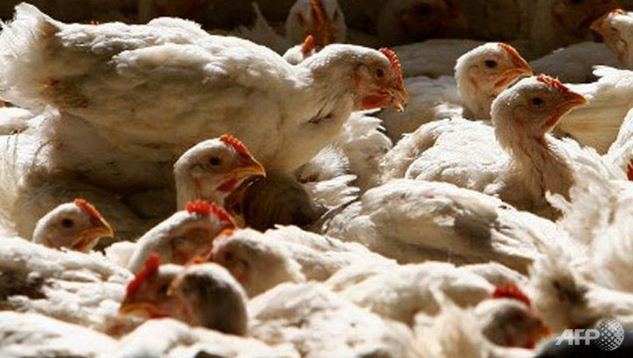 Hình minh họa. Hình minh họa.