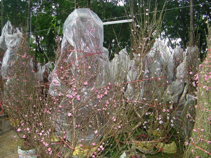 Theo lời anh Thông, để tránh đào nở sớm, khi mang đào từ xứ lạnh vào nơi có thời tiết ấm áp, phải bọc bằng bao nilon.