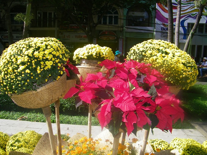 Sắc đỏ của lá trạng nguyên. Sắc đỏ của lá trạng nguyên.