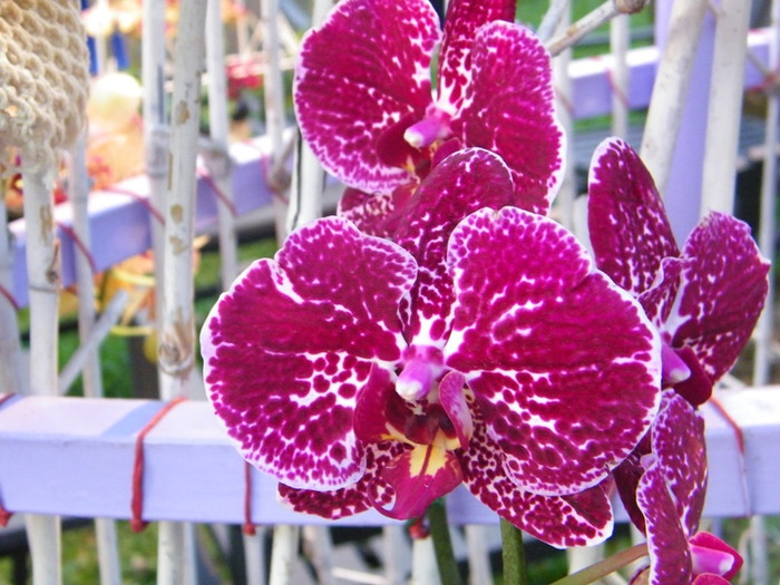 Lung linh sắc màu hoa lan tại Hội hoa xuân Tao Đàn.