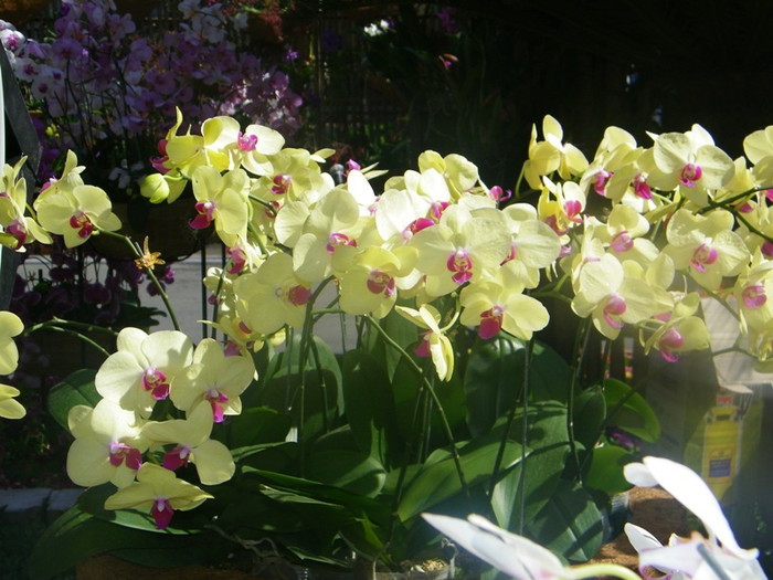 Lộng lẫy con đường hoa lan. Lộng lẫy con đường hoa lan.