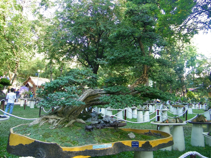 Có nhiều gốc bonsai cổ thụ, được tạo hình rất công phu.