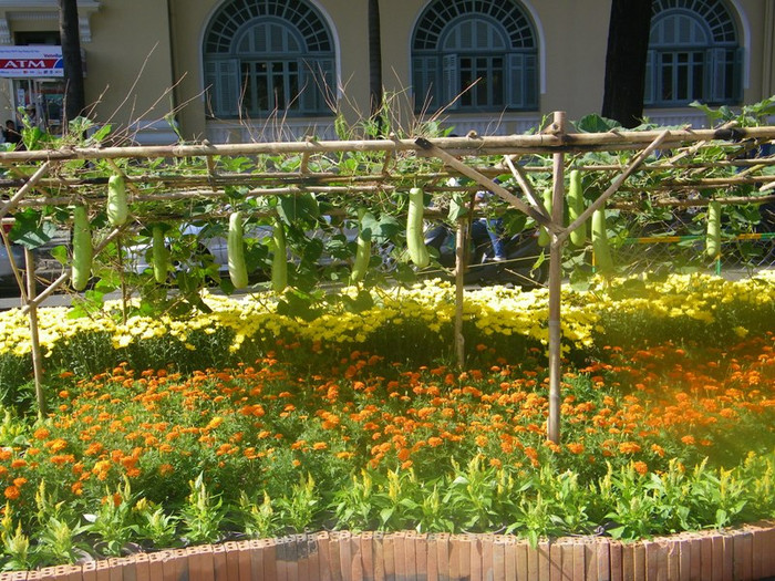 Giàn bầu khép nép bên…con đường nhộn nhịp. Giàn bầu khép nép bên…con đường nhộn nhịp.