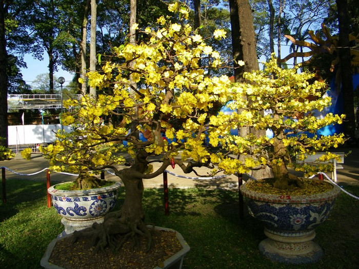 Hoa mai vàng, loài hoa báo hiệu mùa xuân của phương Nam.