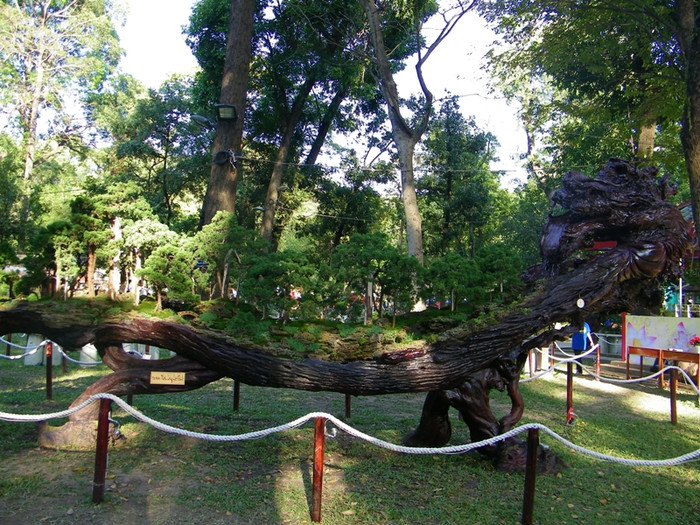 Có nhiều gốc bonsai cổ thụ, được tạo hình rất công phu.