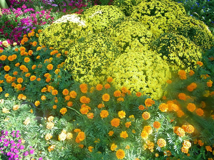 Những đoá hoa cúc rực rỡ sắc vàng dưới ánh nắng xuân… Những đoá hoa cúc rực rỡ sắc vàng dưới ánh nắng xuân…