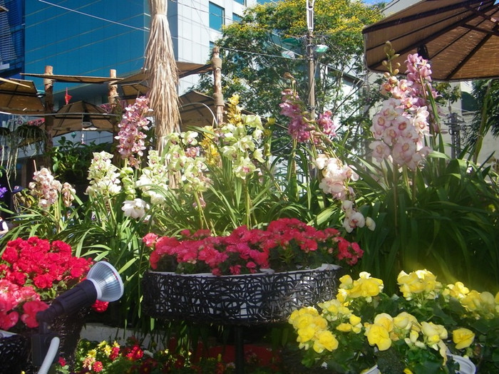 Con đường hoa hồng… Con đường hoa hồng…