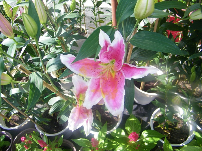 Con đường ngập hoa Lys e ấp. Con đường ngập hoa Lys e ấp.