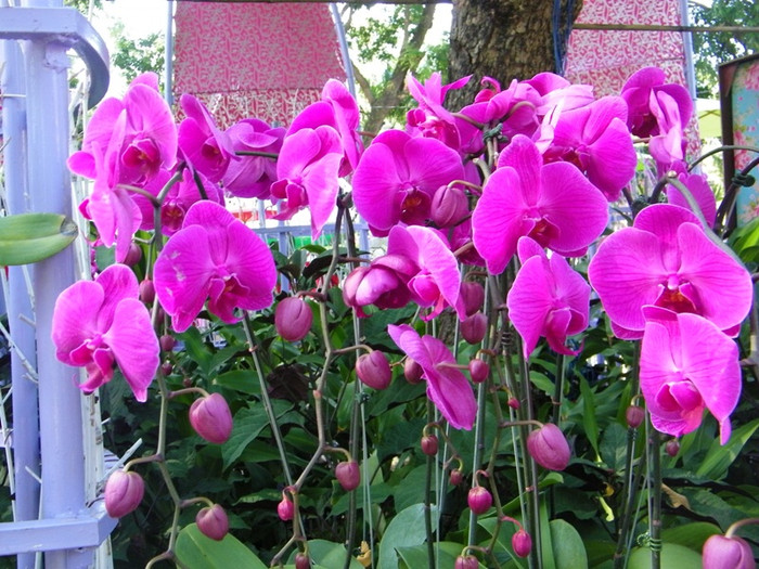 Lung linh sắc màu hoa lan tại Hội hoa xuân Tao Đàn.