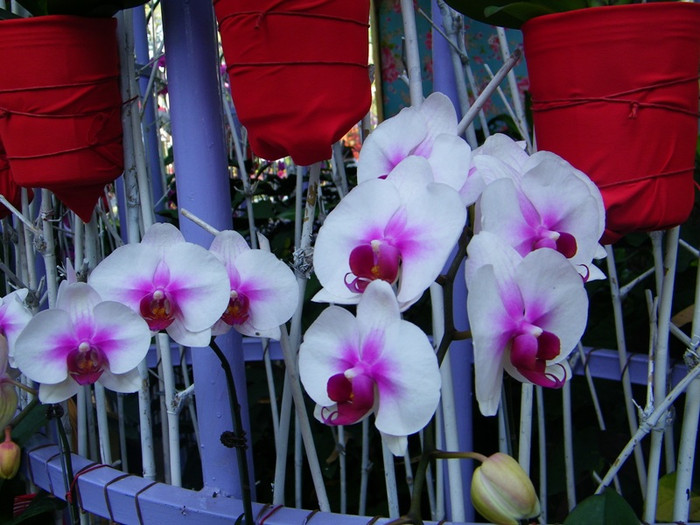 Lung linh sắc màu hoa lan tại Hội hoa xuân Tao Đàn.