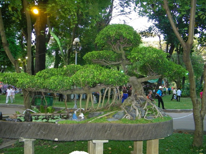 Có nhiều gốc bonsai cổ thụ, được tạo hình rất công phu.