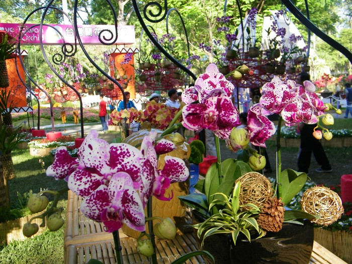 Lung linh sắc màu hoa lan tại Hội hoa xuân Tao Đàn.